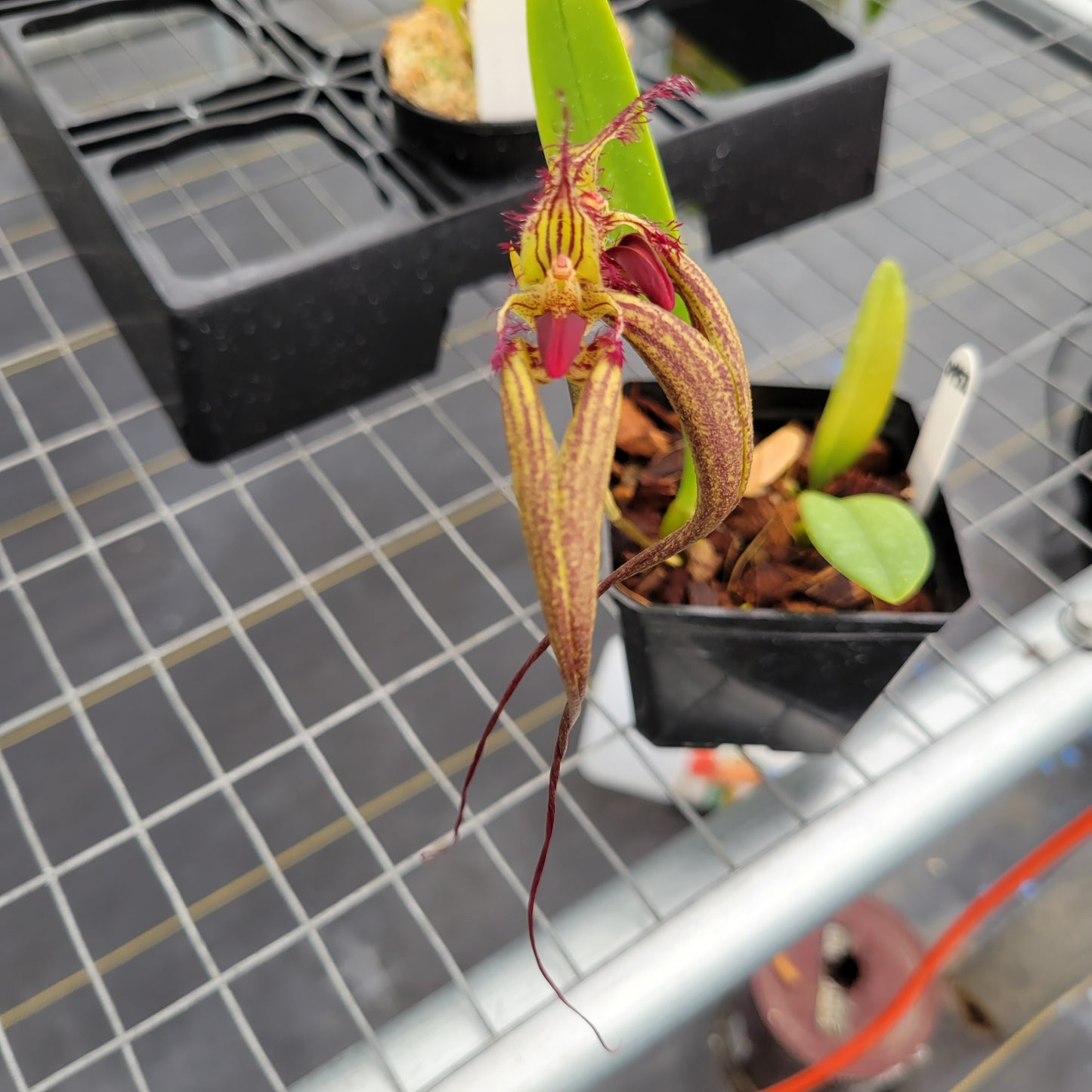 Bulbophyllum rothschildianum ‘Adoribil’ FCC/AOS x Bulb. romyi ‘Giant Purple’ FCC/AOS