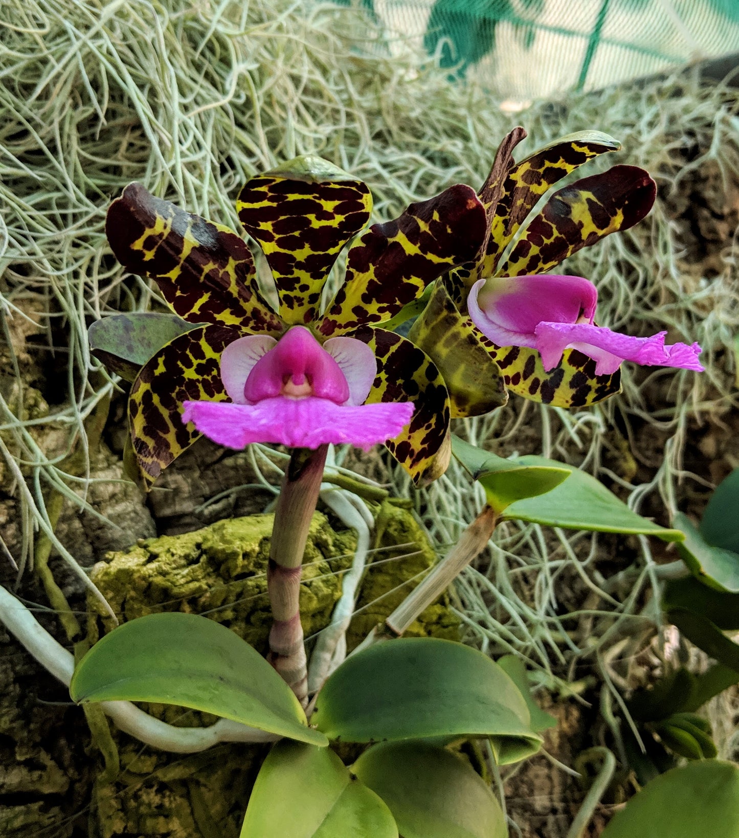 Cattleya tigrinum 'Dark Chocolate' X Cattleya aclandiae 'Wild cat'