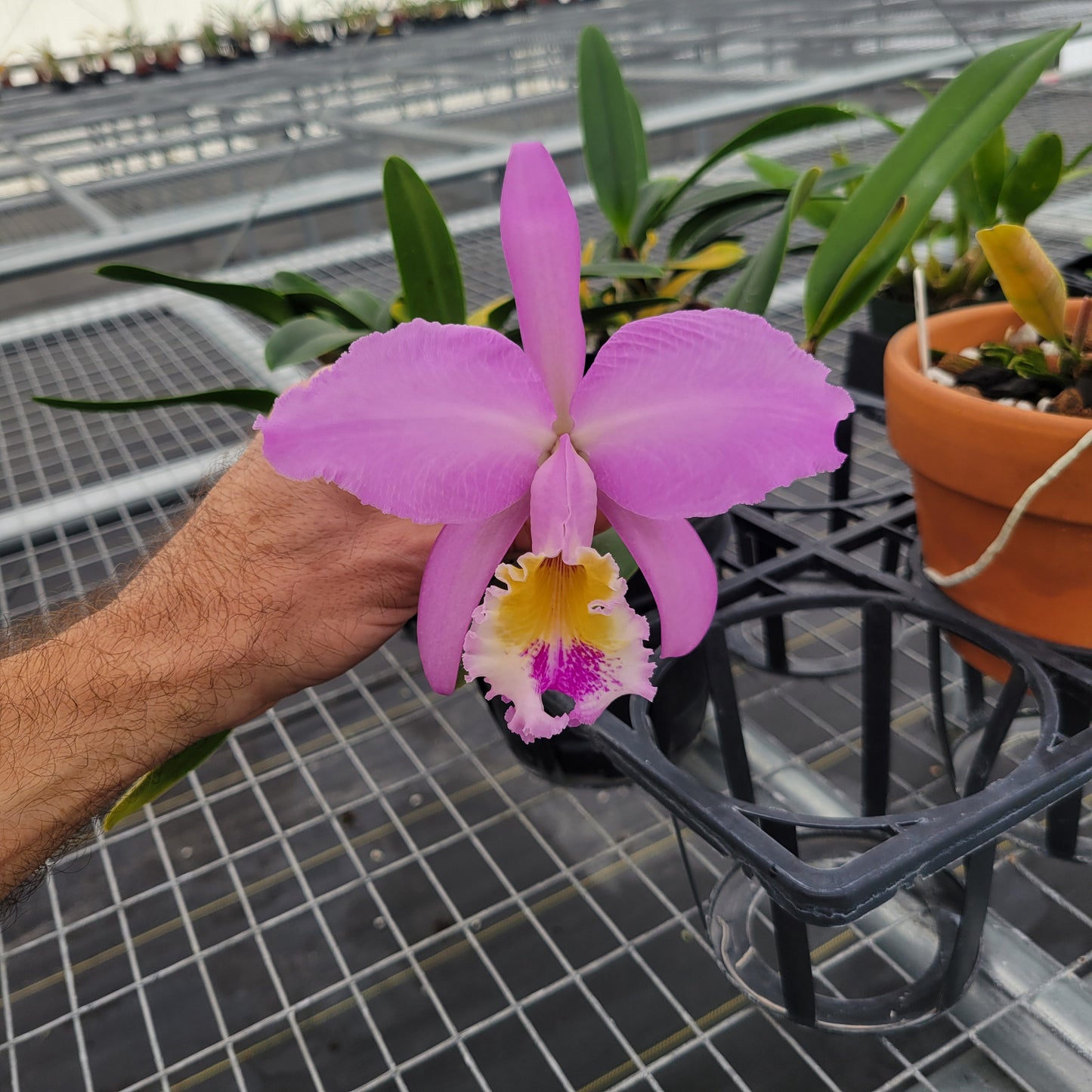 Cattleya mossiae ‘Blue Dynasty’ x C. mossiae semi-alba ‘H&R’