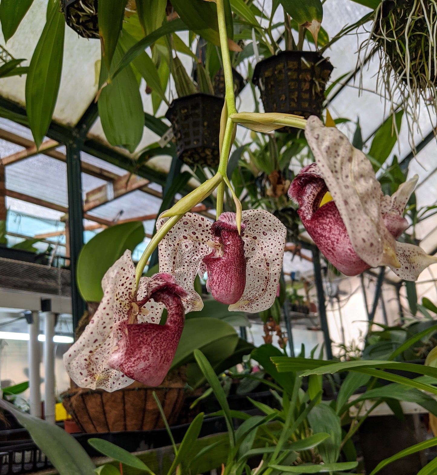 Coryanthes alborosea ‘Purple Bat’ x sib (Dark butterfly)