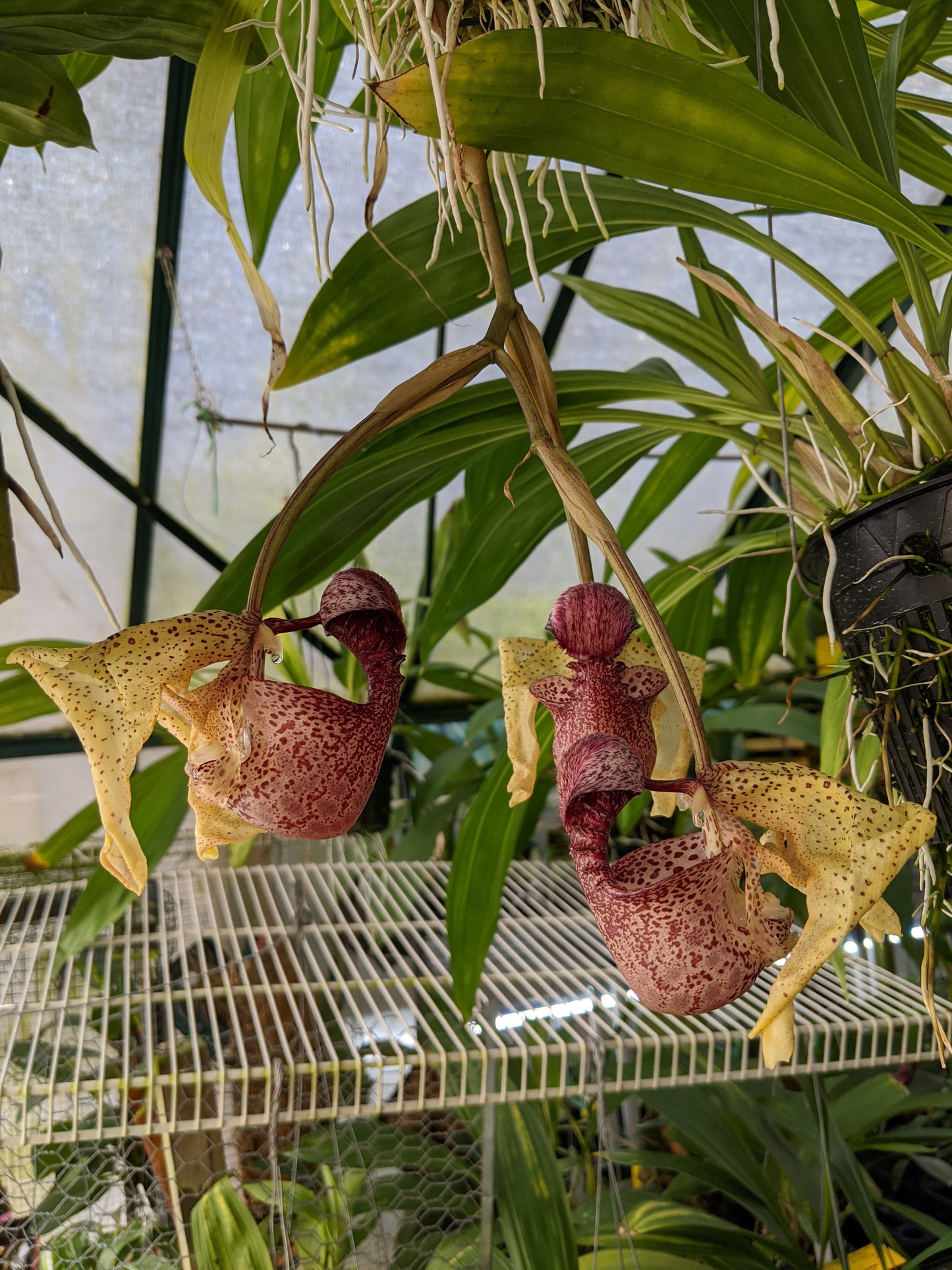 Coryanthes speciosa ‘Rogue Orchids’ x Cory. MacRosea ‘Jupiter’