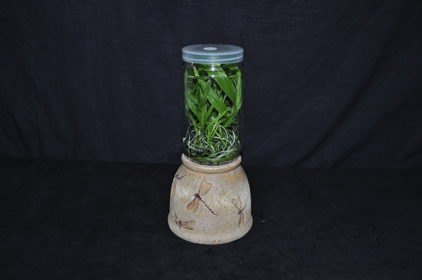 Coryanthes mastersiana ‘Baker’s flame’ x self