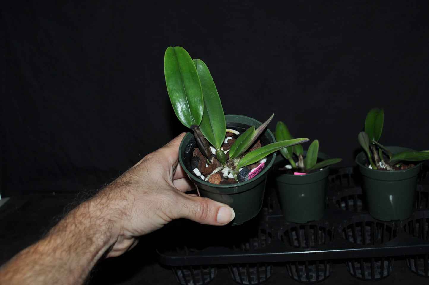 Cattleya trianae ‘Colombian Princess’x C. trianae ‘Colombian Queen’