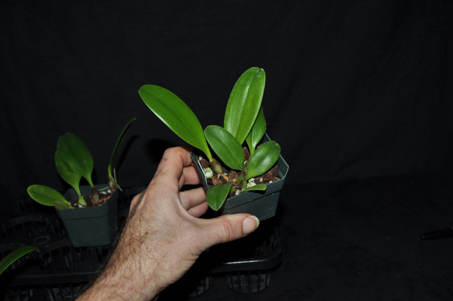 Bulbophyllum arfakianum ‘Rogue Reptile’ x Bulb. antenniferum ‘Baker’s insect’