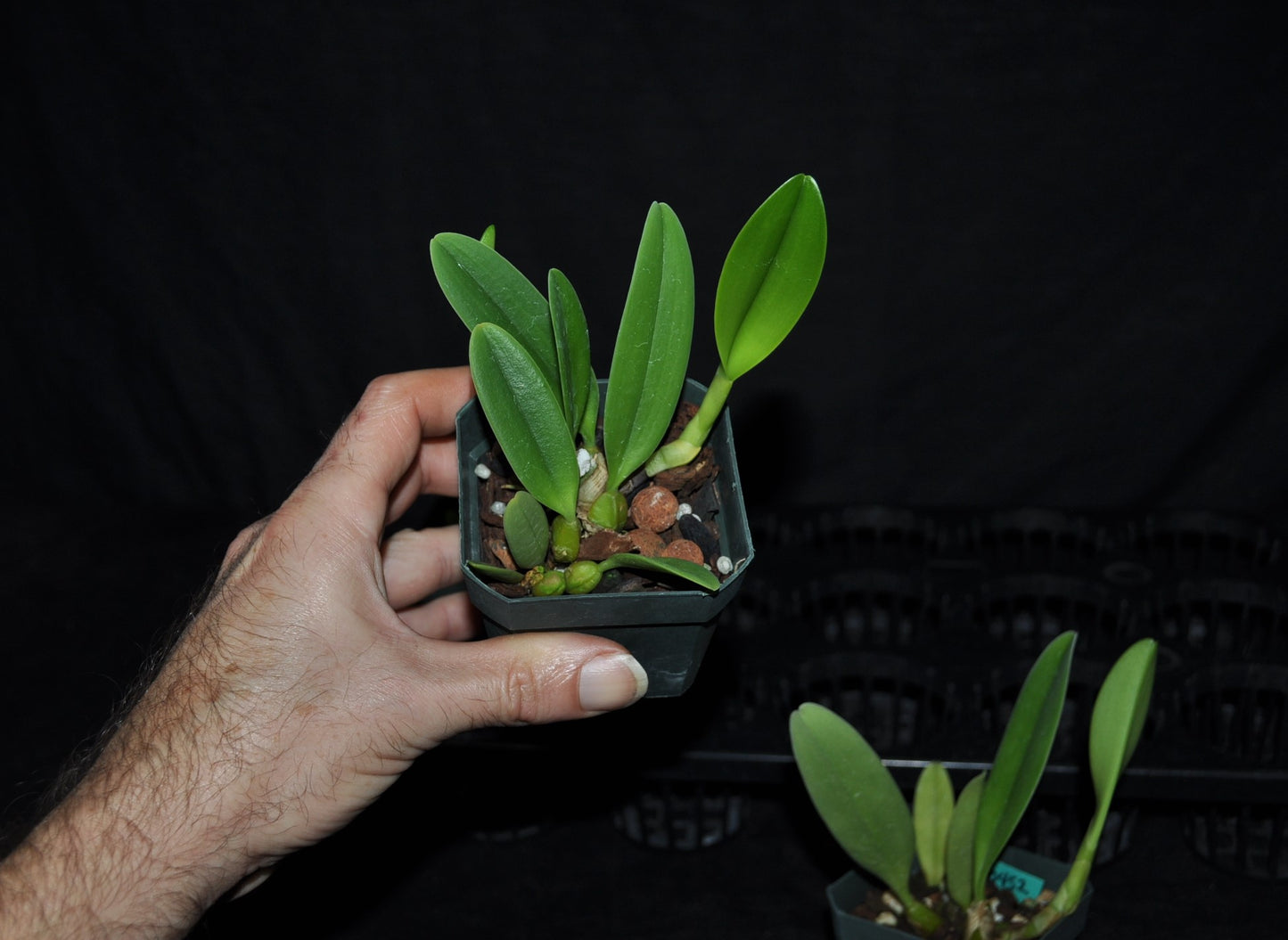 Bulbophyllum rothschildianum ‘Adoribil’ FCC/AOS x Bulb. romyi ‘Giant Purple’ FCC/AOS