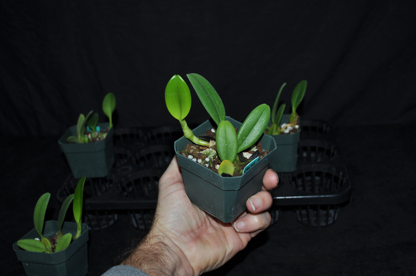 Bulbophyllum romyi ‘Giant Purple’ FCC/AOS x Bulb. fascinator var. semi alba