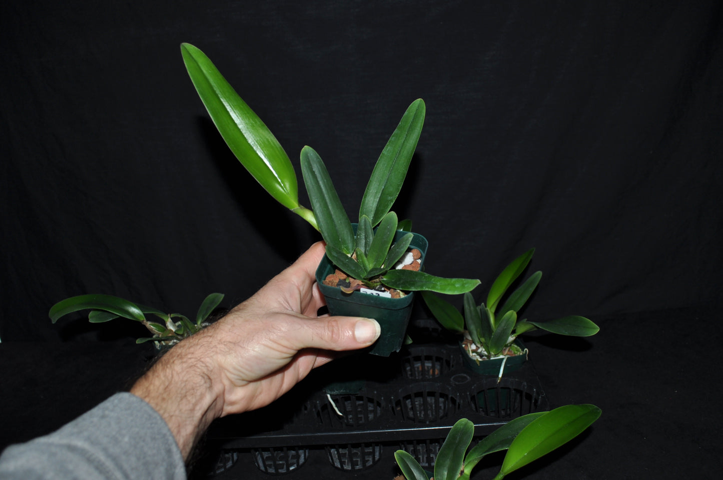 Cattleya mossiae ‘Blue Dynasty’ x C. mossiae semi-alba ‘H&R’