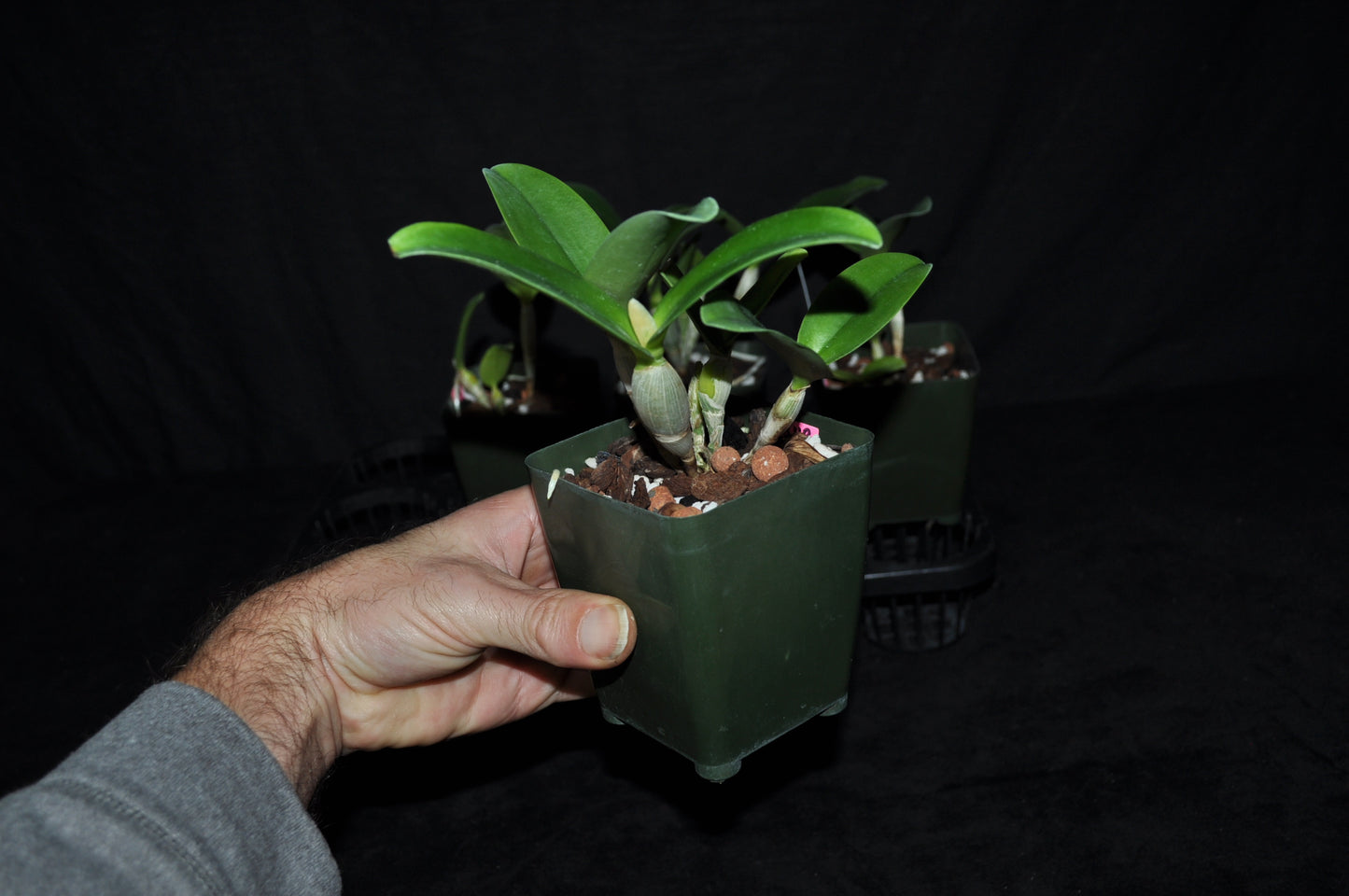 Guarianthe aurantiaca ‘Flame spots’ x sib ‘Spotted pumpkin’
