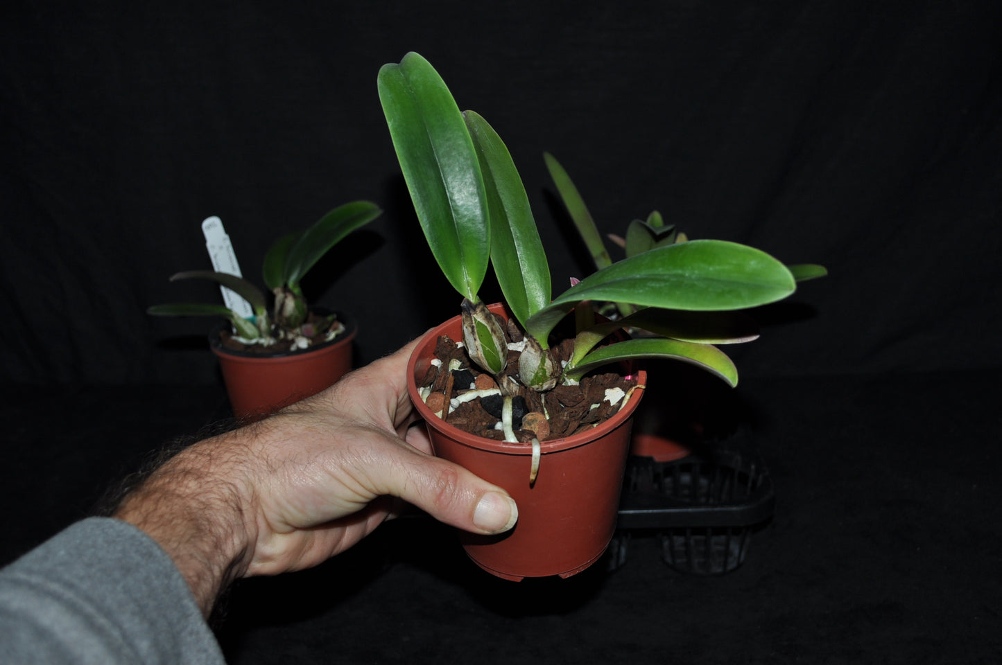 Cattleya trianae ‘Colombian Princess’x C. trianae ‘Colombian Queen’