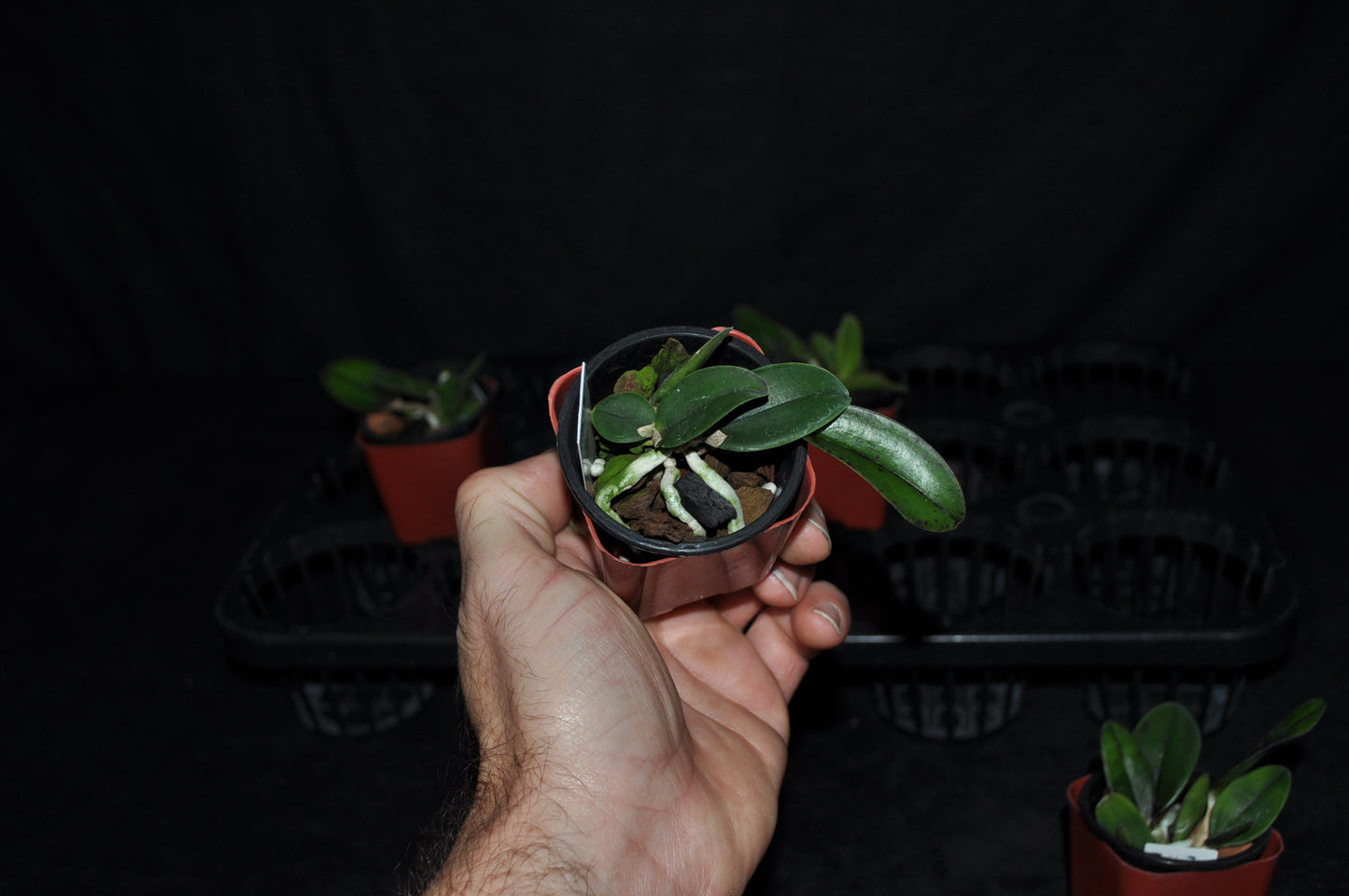 Cattleya aclandiae ‘Envy’ 4N x self