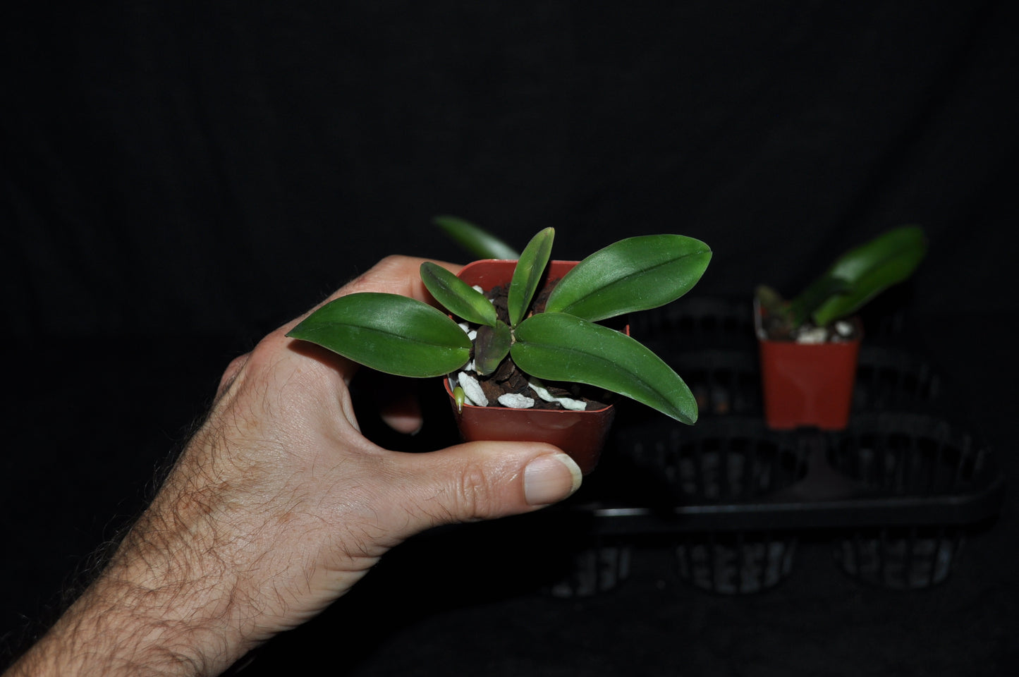 Cattleya rex ‘Baker’s beauty’ x sib