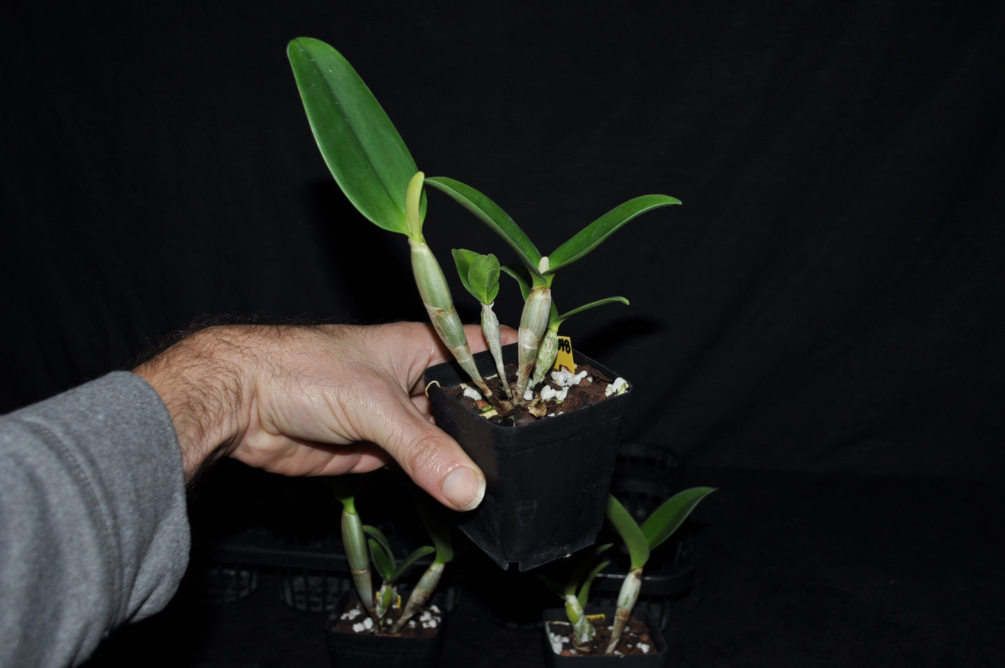 Guarianthe aurantiaca ‘Flame spots’ x sib ‘Spotted pumpkin’