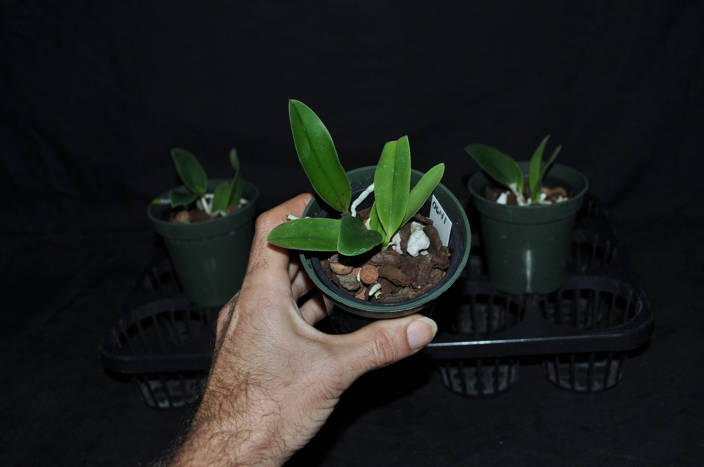 Cattleya walkeriana ‘Baker’s jewel’ 4N x C. aclandiae ‘Envy’ (4N) (Copy)