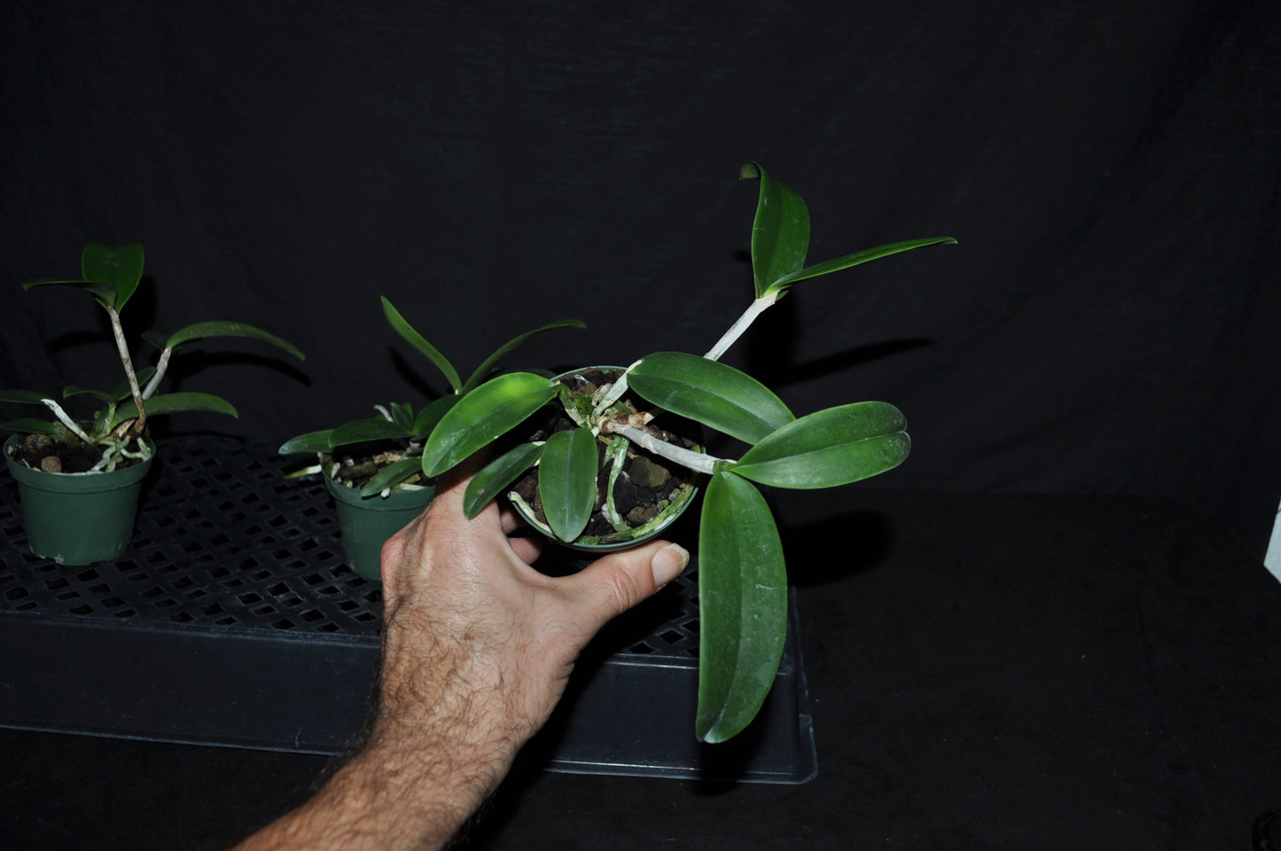 Cattleya tigrinum 'Dark Chocolate' X Cattleya aclandiae 'Wild cat'