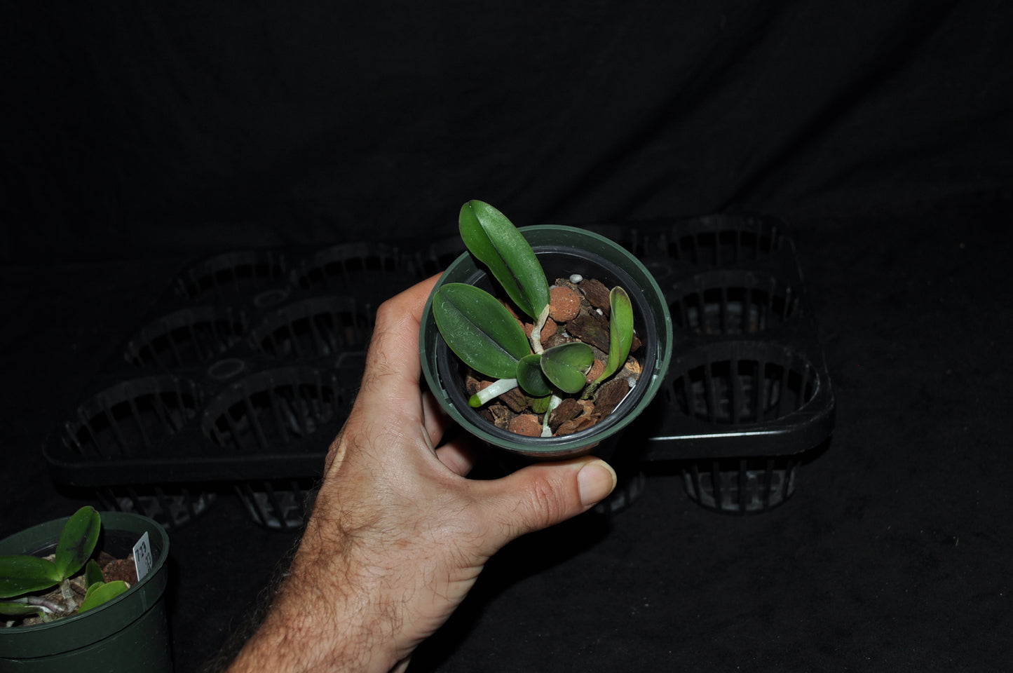 Cattleya aclandiae ‘Envy’ 4N x self