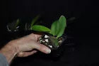 Cattleya rex ‘Baker’s beauty’ x sib