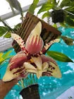Stanhopea tigrina ‘Rogue tiger’ x Stanhopea insignis ‘Dark helmet’
