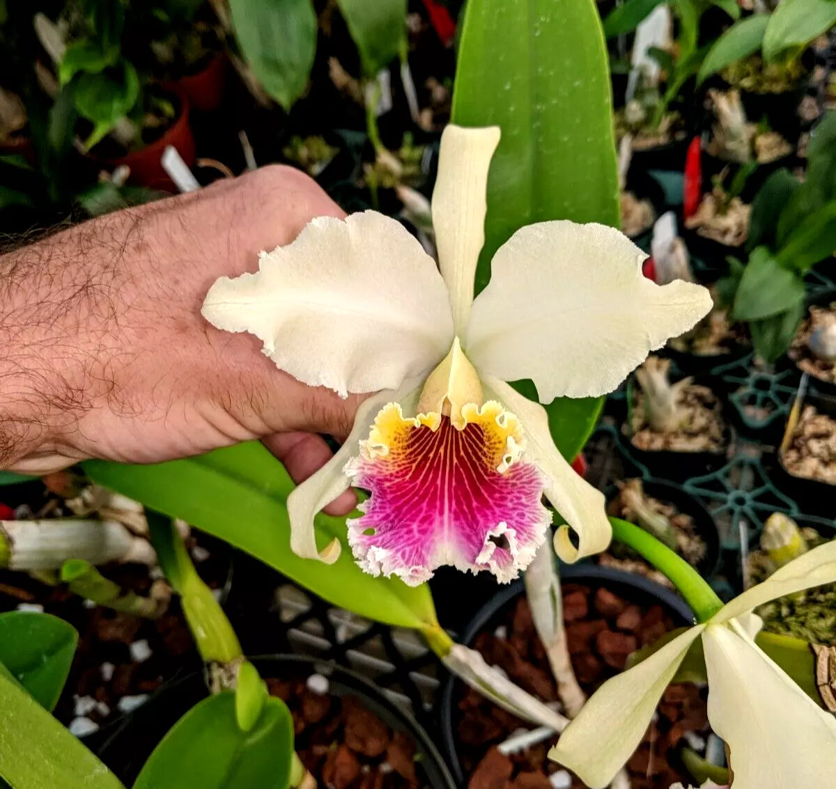 Cattleya rex ‘Baker’s beauty’ x sib