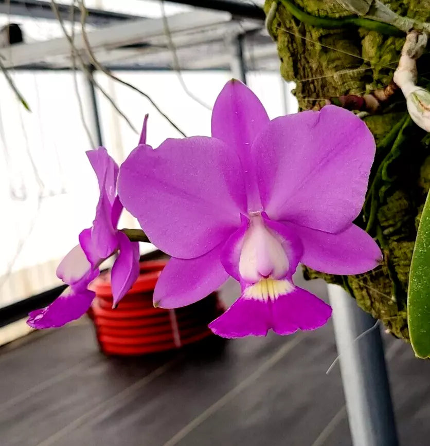 Cattleya walkeriana ‘Baker’s jewel’ 4N x C. aclandiae ‘Envy’ (4N)