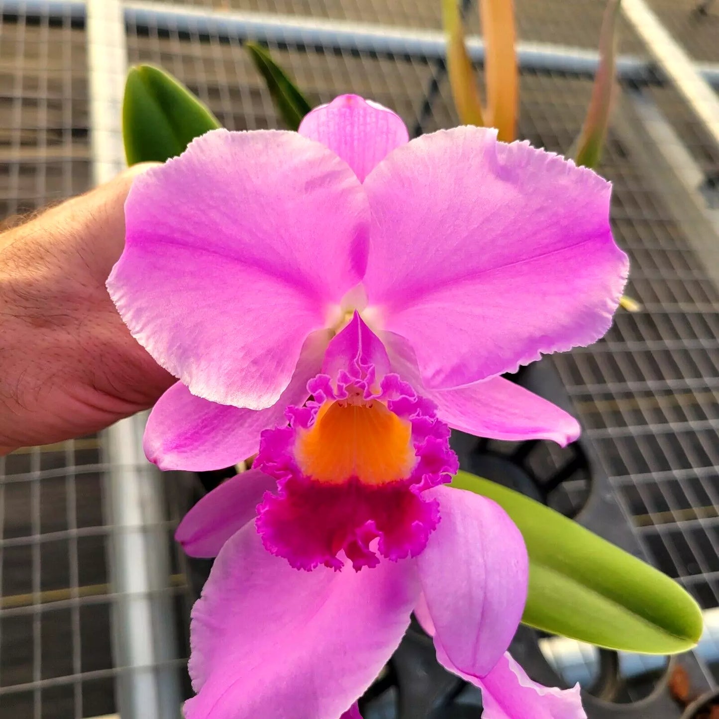 Cattleya trianae ‘Colombian Princess’x C. trianae ‘Colombian Queen’