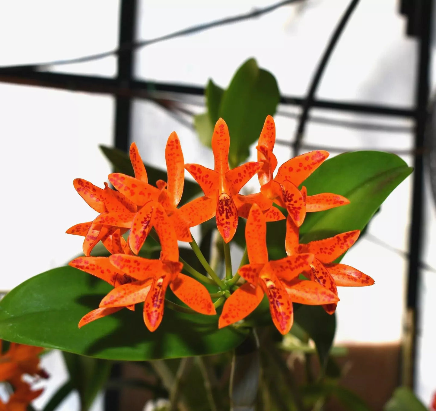 Guarianthe aurantiaca ‘Flame spots’ x sib ‘Spotted pumpkin’
