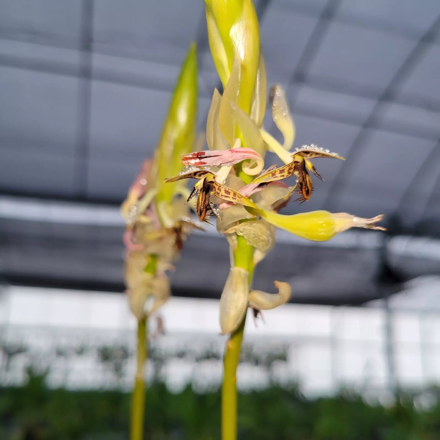 Bulbophyllum schinzianum ‘Rogue’s Africa’ x self