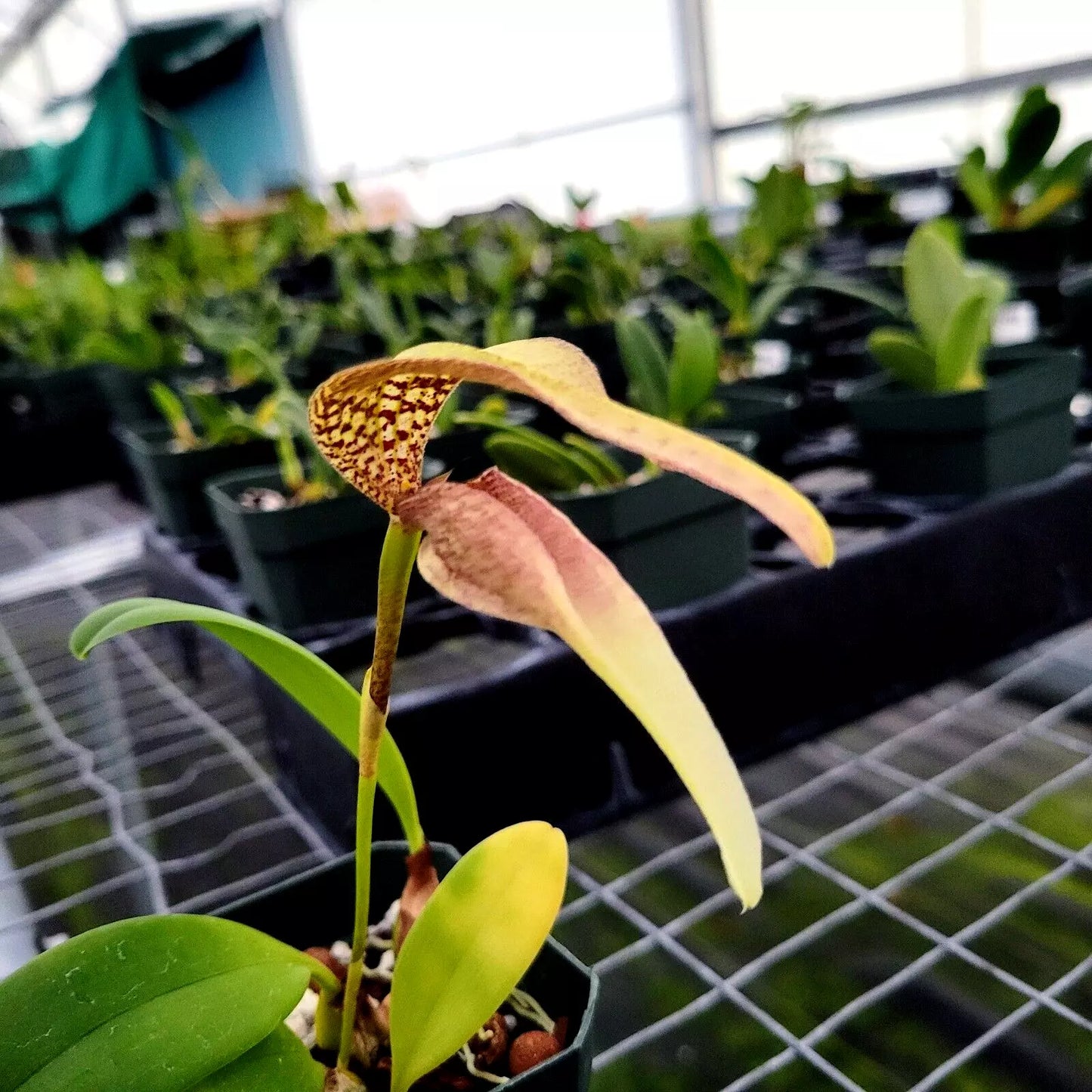 Bulbophyllum arfakianum ‘Rogue Reptile’ x Bulb. antenniferum ‘Baker’s insect’