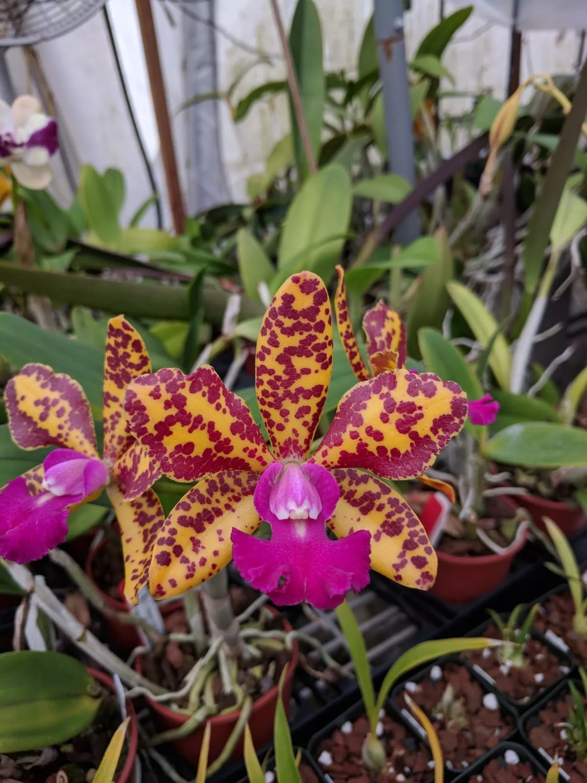 Cattleya lulu-orchidom Brabant ‘Rogue Orchids’ x Cattleya Sun spots ‘Baker’s perfection