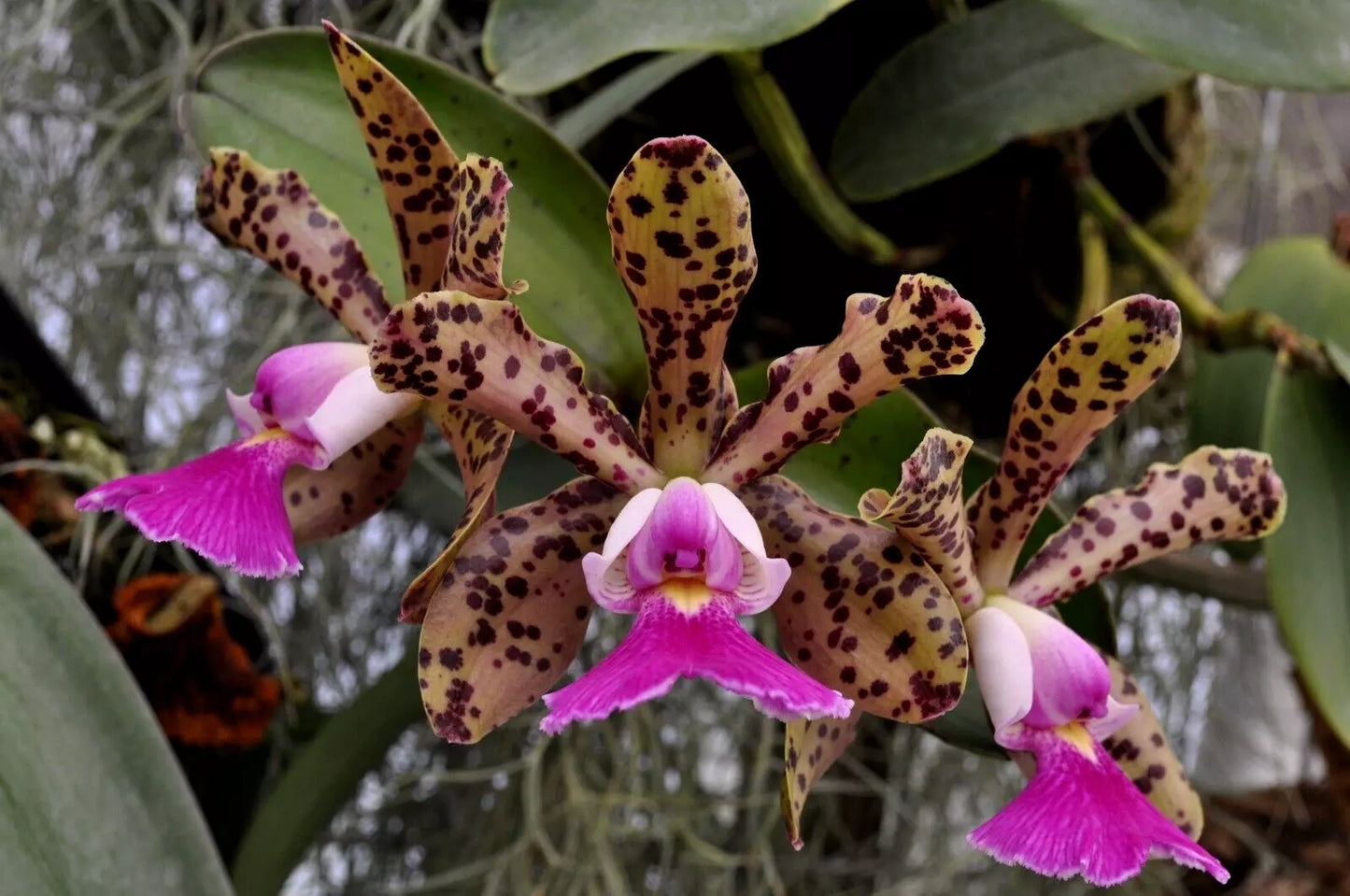 Cattleya peckhaviensis 'Rogue Orchids' x self