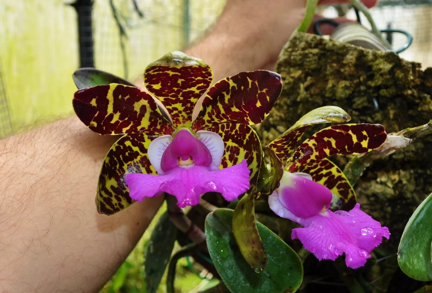 Cattleya aclandiae ‘Envy’ 4N x self