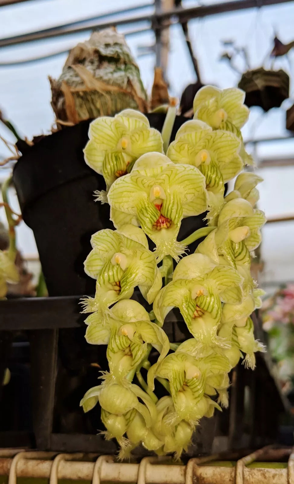 Clowesia warscewiczii 'Baker's Panama' x sib