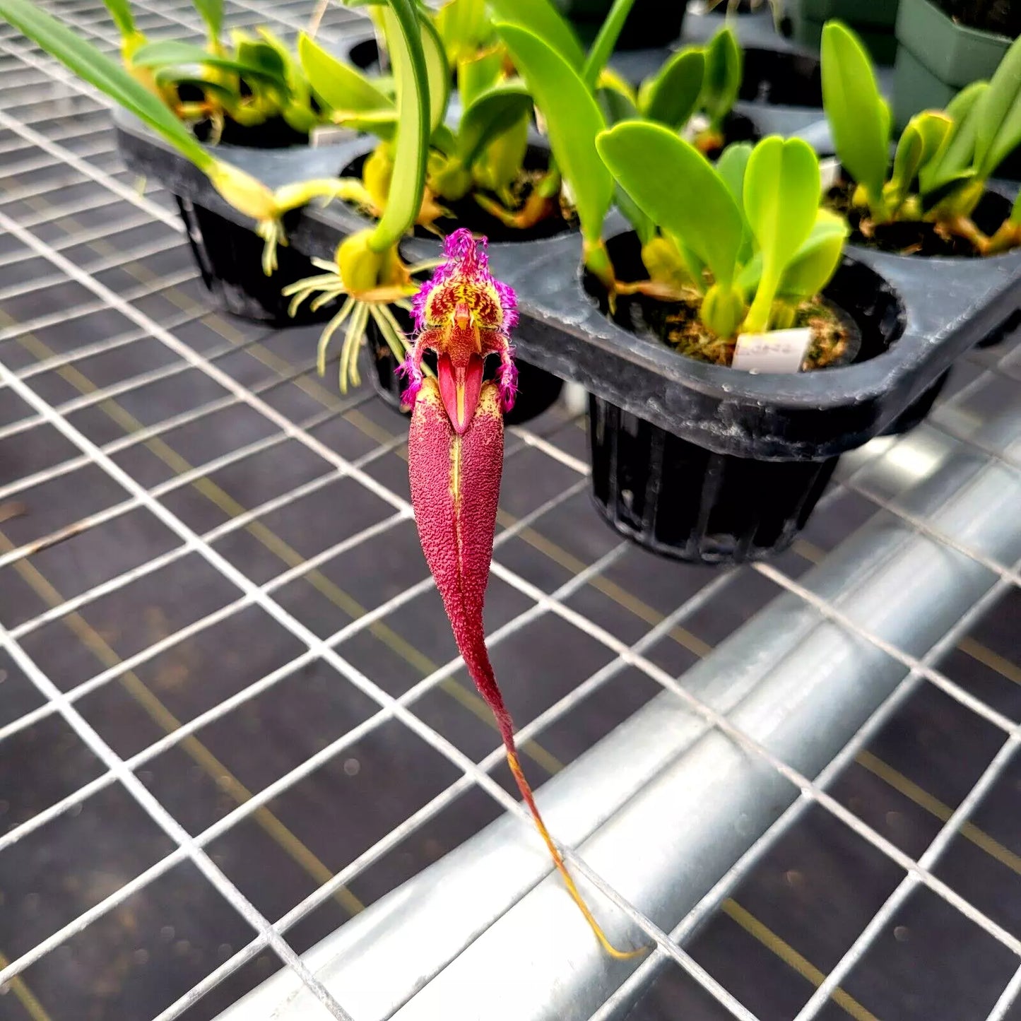 Bulbophyllum romyi ‘Giant Purple’ FCC/AOS x Bulb. fascinator var. semi alba
