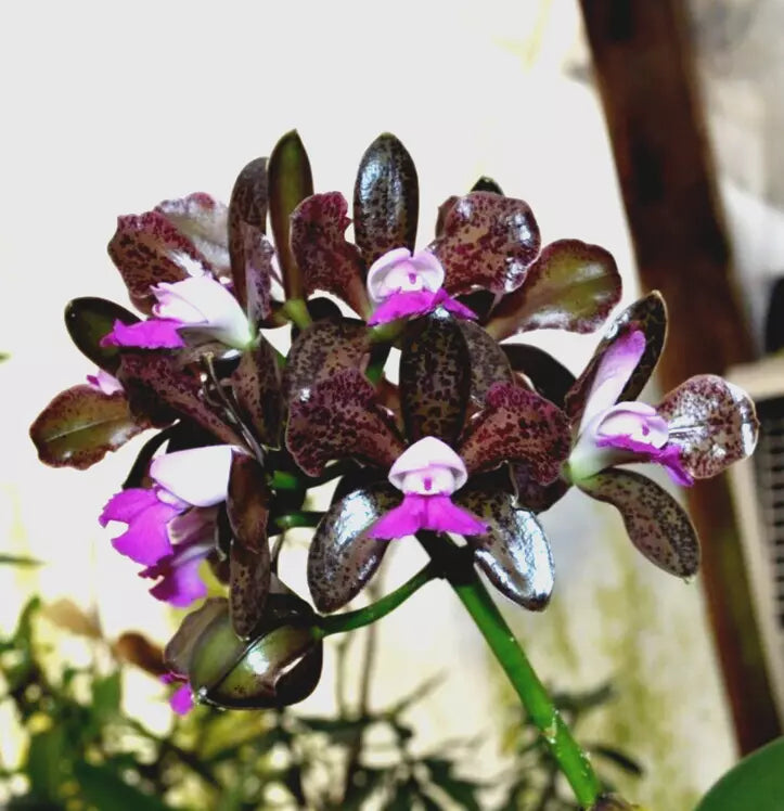 Cattleya tigrinum 'Dark Chocolate' X Cattleya aclandiae 'Wild cat'