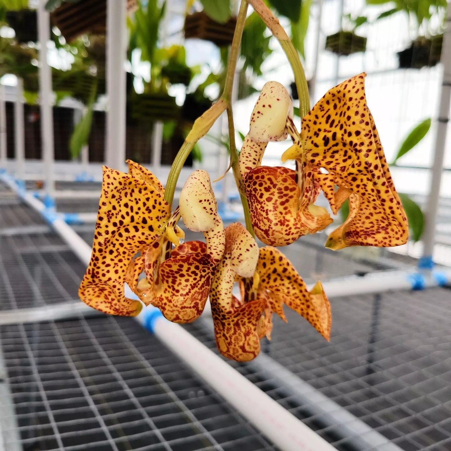 Coryanthes speciosa ‘Rogue Orchids’ x Cory. MacRosea ‘Jupiter’