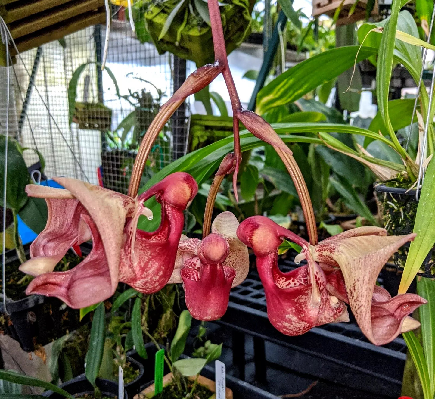 Coryanthes mastersiana ‘Baker’s flame’ x self (Copy)