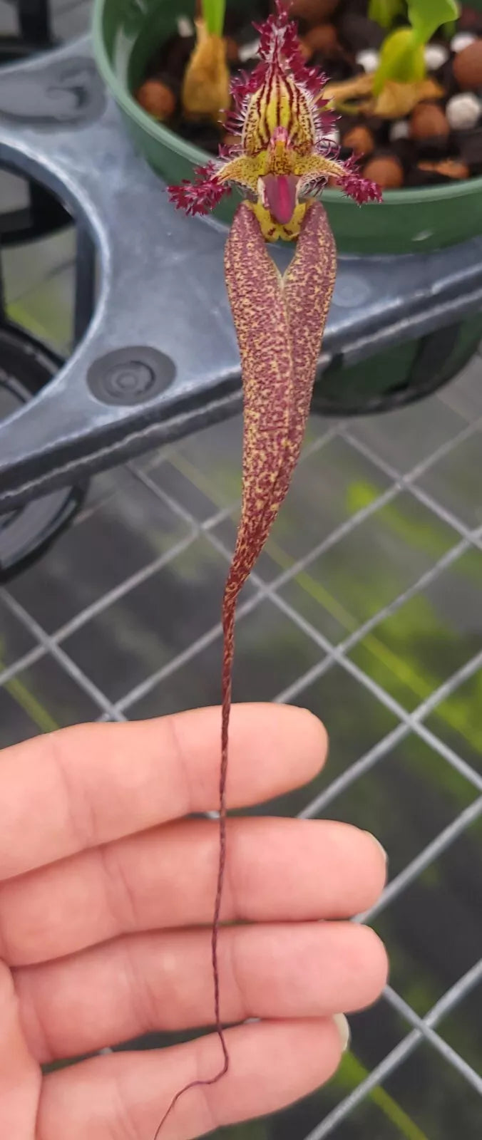 Bulbophyllum rothschildianum ‘Adoribil’ FCC/AOS x Bulb. romyi ‘Giant Purple’ FCC/AOS