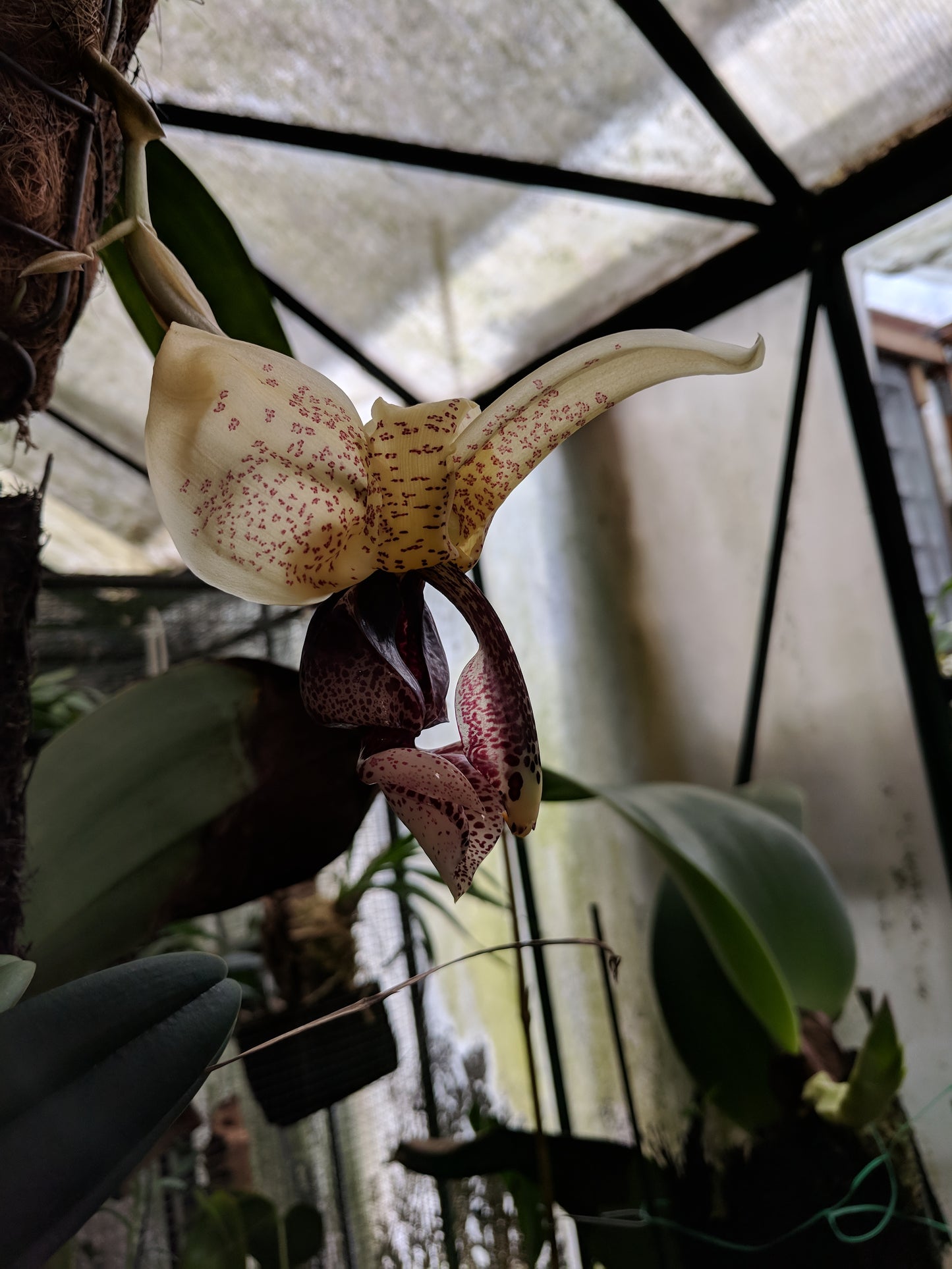 Stanhopea tigrina ‘Rogue tiger’ x Stanhopea insignis ‘Dark helmet’